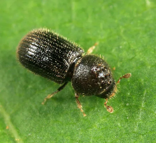 Hypothenemus dissimilis