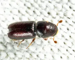 Pityophthorus cariniceps thumbnail 1