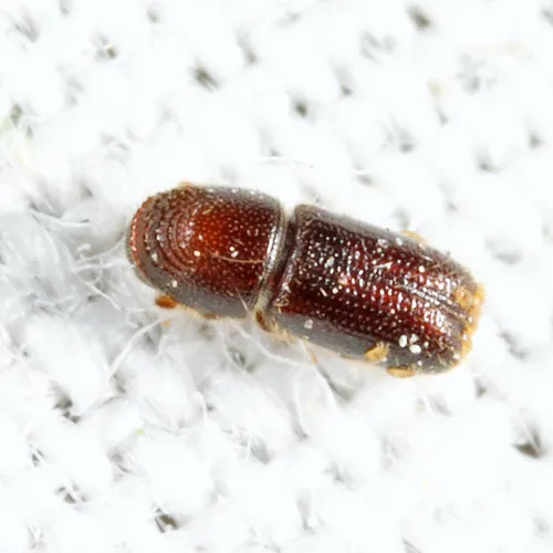 Pityophthorus crinalis