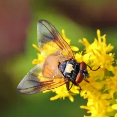Phasia aurulans thumbnail 2