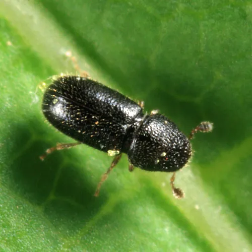 Pityophthorus puberulus