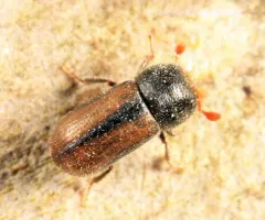 Trypodendron betulae thumbnail 3