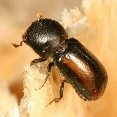 Trypodendron retusum thumbnail 2
