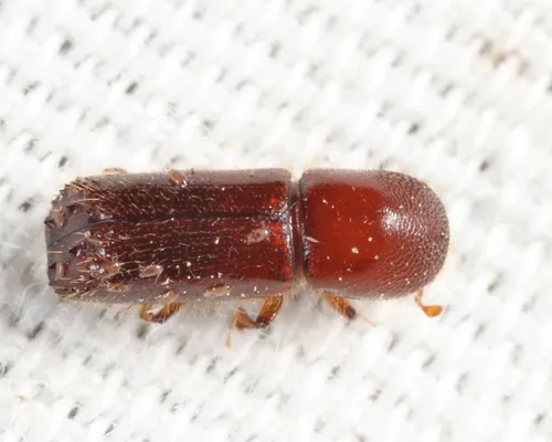 Hickory Timber Beetle