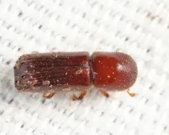 Hickory Timber Beetle thumbnail 1