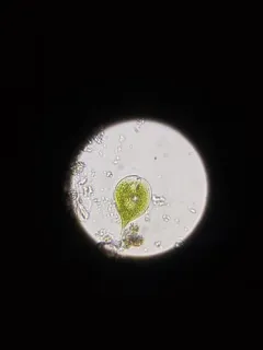 Phacus longicauda thumbnail 3