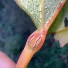 Aspen Petiole Gall Moth thumbnail 4