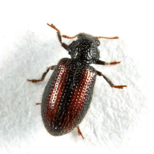 Laricobius erichsonii