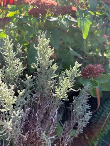 Lavender-cotton
