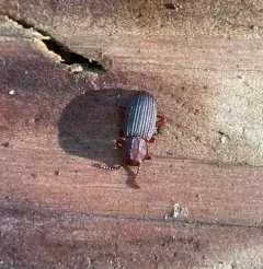 Eulabis bicarinata thumbnail 2