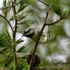 Black-throated Gray Warbler thumbnail 4