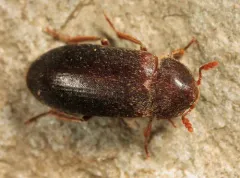 Black Larder Beetle thumbnail 2