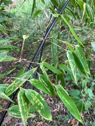 Black Bamboo