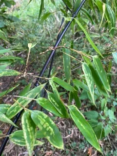 Black Bamboo thumbnail 1