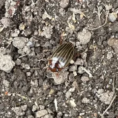 Disintegrated Diving Beetle thumbnail 3