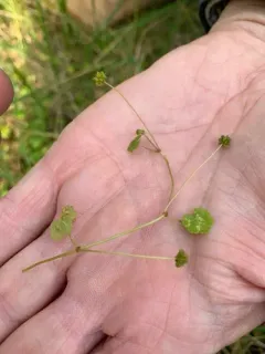 Sibthorp's Pennywort thumbnail 3