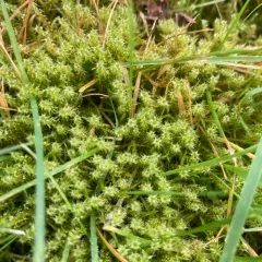 Scarce Turf-moss thumbnail 3