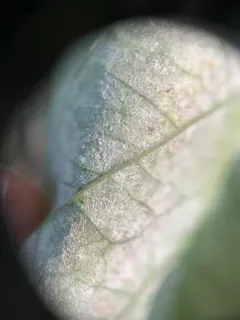 Erysiphe euonymi thumbnail 2