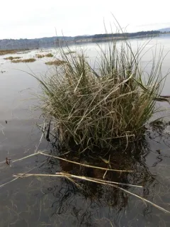 dense-flowered cord grass thumbnail 2