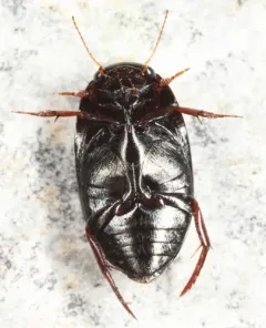 Agabus anthracinus thumbnail 2