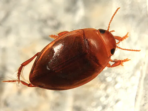 Sylvan Hygrotus Diving Beetle
