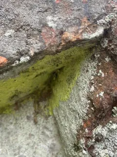 Sandwort Microcalicium Lichen thumbnail 3