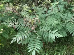 Podosphaera pruinosa thumbnail 3