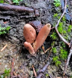 Clavariadelphus caespitosus thumbnail 1