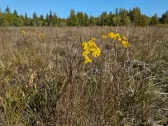 Houghton's goldenrod thumbnail 4