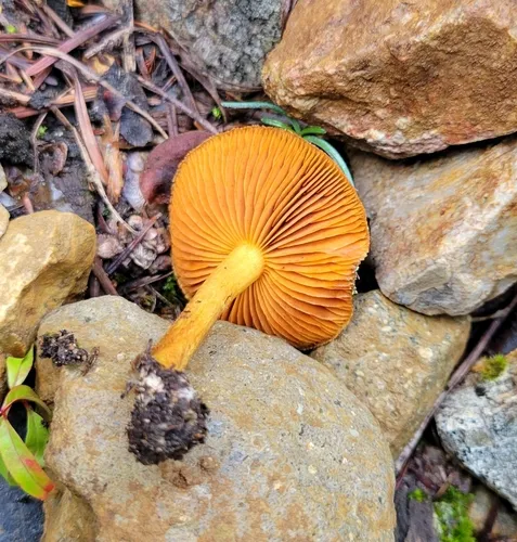 Cortinarius thiersii