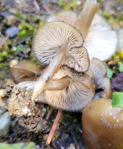 Entoloma lyophylloidium