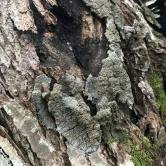 Blue Felt Lichen thumbnail 4