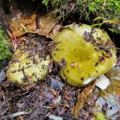 Russula graminea thumbnail 1