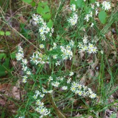 Small White Aster thumbnail 1