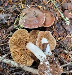 Cortinarius substriatus thumbnail 1