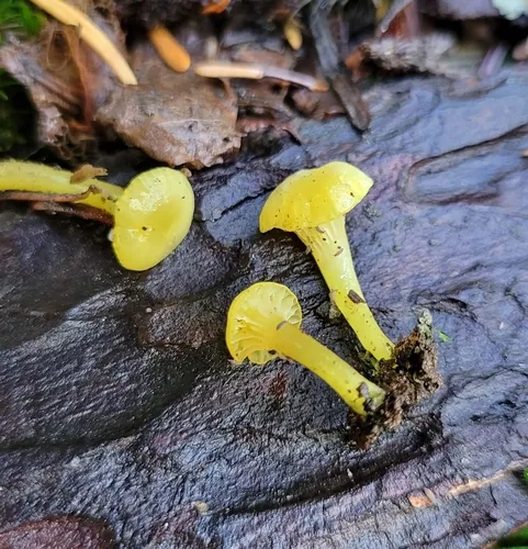 arched waxcap