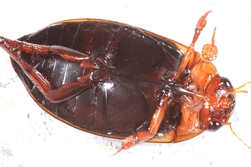 Hydaticus cinctipennis