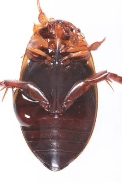 Hydaticus piceus thumbnail 3