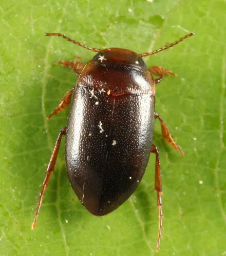 Hydroporus Diving Beetle