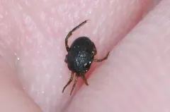 Nevada Water Mite thumbnail 1