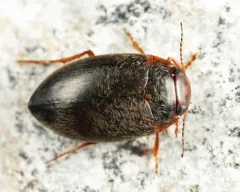 Hydroporus niger thumbnail 2
