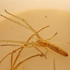 tailed long-jawed orbweaver thumbnail 4