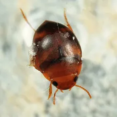 Hydrovatus pustulatus thumbnail 3