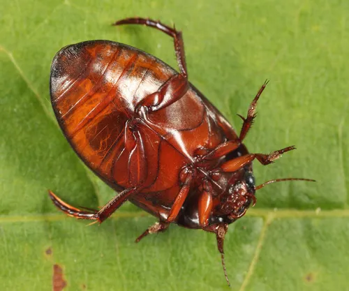 Ilybius angustior