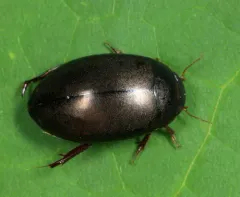 Ilybius biguttulus thumbnail 2