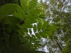 Japanese walnut thumbnail 3
