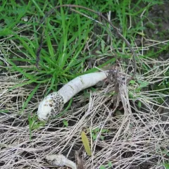 dune stinkhorn thumbnail 3