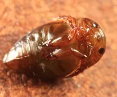 Laccophilus undatus thumbnail 4