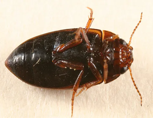 Laccornis conoideus