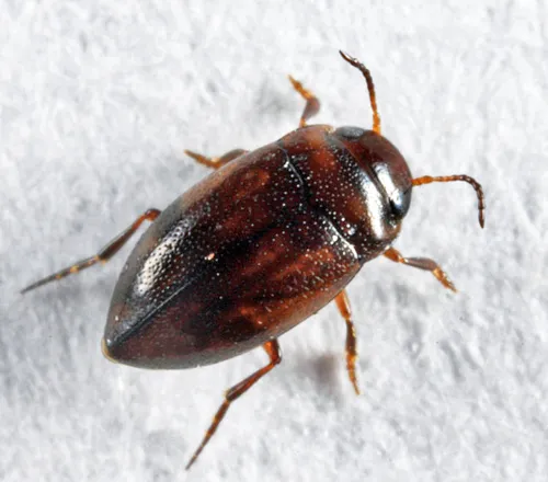 Liodessus crotchi